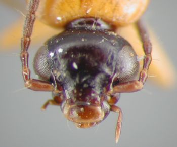 Media type: image;   Entomology 19537 Aspect: head dorsal view